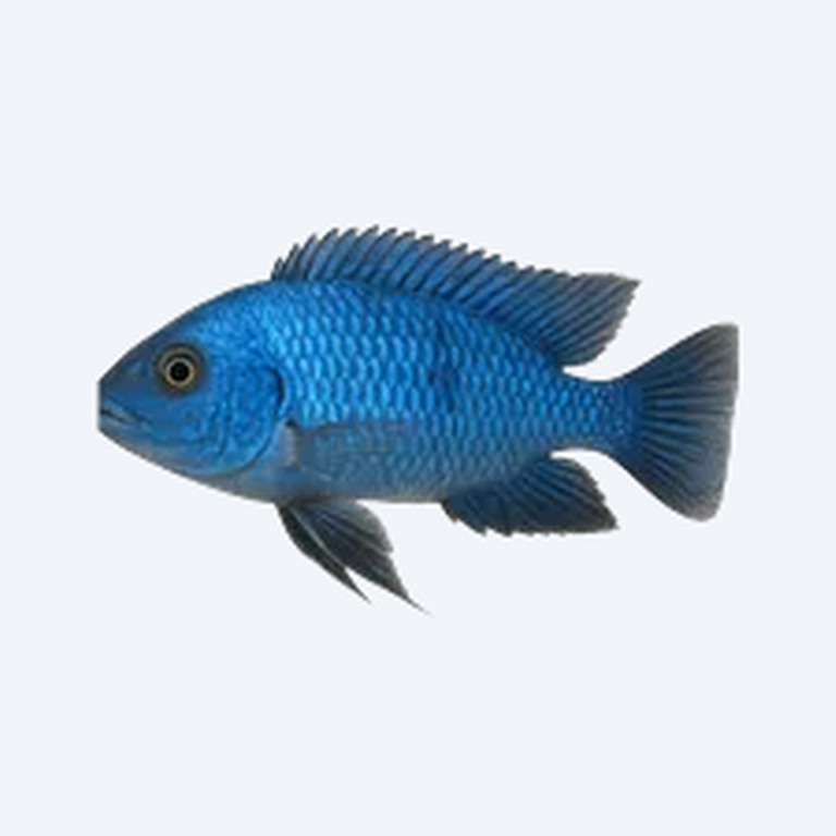 Blue Johanni Cichlid (Cichlidae sp.) in a freshwater aquarium