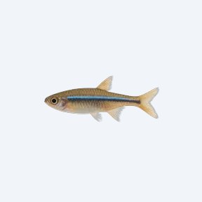 Blue Line Rasbora (Rasbora sarawakensis) in a planted freshwater aquarium