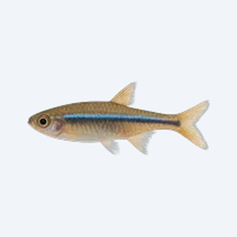Blue Line Rasbora (Rasbora sarawakensis) in a planted freshwater aquarium