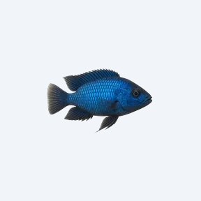 Blue Neon Cichlid (Cichlidae sp.) in a planted freshwater aquarium