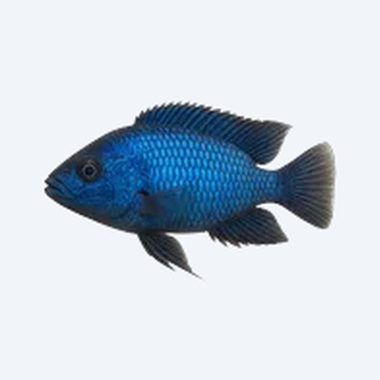 Blue Neon Cichlid (Cichlidae sp.) in a freshwater aquarium