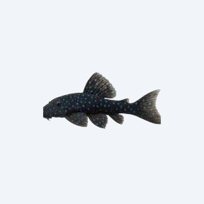 Blue Phantom Pleco (L128) (Hemiancistrus sp.) in a planted freshwater aquarium
