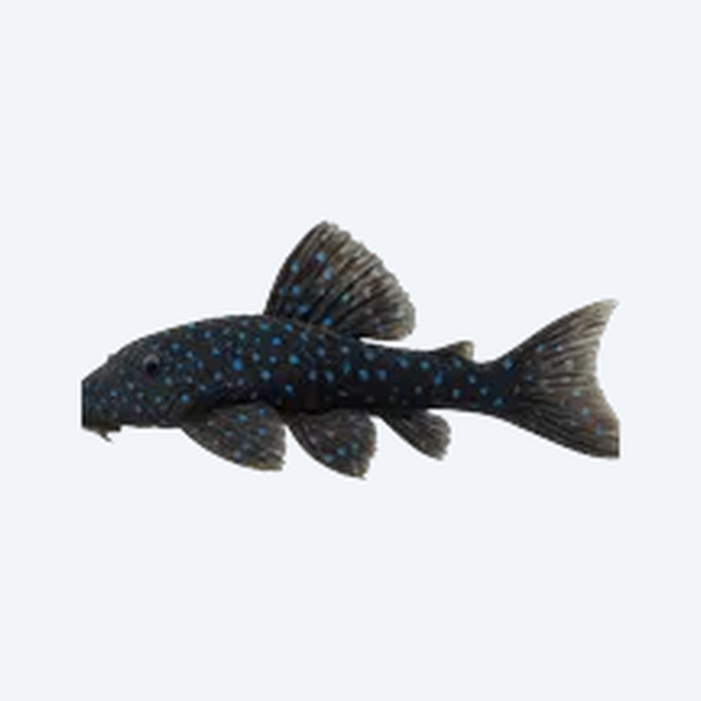 Blue Phantom Pleco (L128) (Hemiancistrus sp.) in a freshwater aquarium