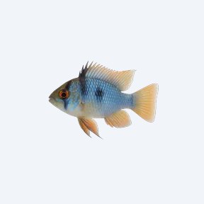 Blue Ram (Mikrogeophagus ramirezi) in a planted freshwater aquarium