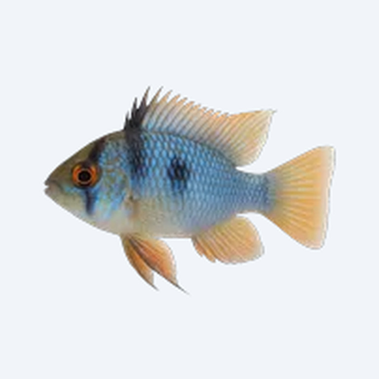 Blue Ram (Mikrogeophagus ramirezi) in a freshwater aquarium