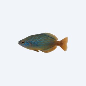 Blue-spotted Rainbowfish (Pseudomugil gertrudae) in a planted freshwater aquarium