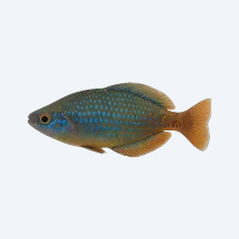 Blue-spotted Rainbowfish (Pseudomugil gertrudae) in a freshwater aquarium