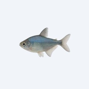 Blue Tetra (Boehlkea fredcochui) in a planted freshwater aquarium
