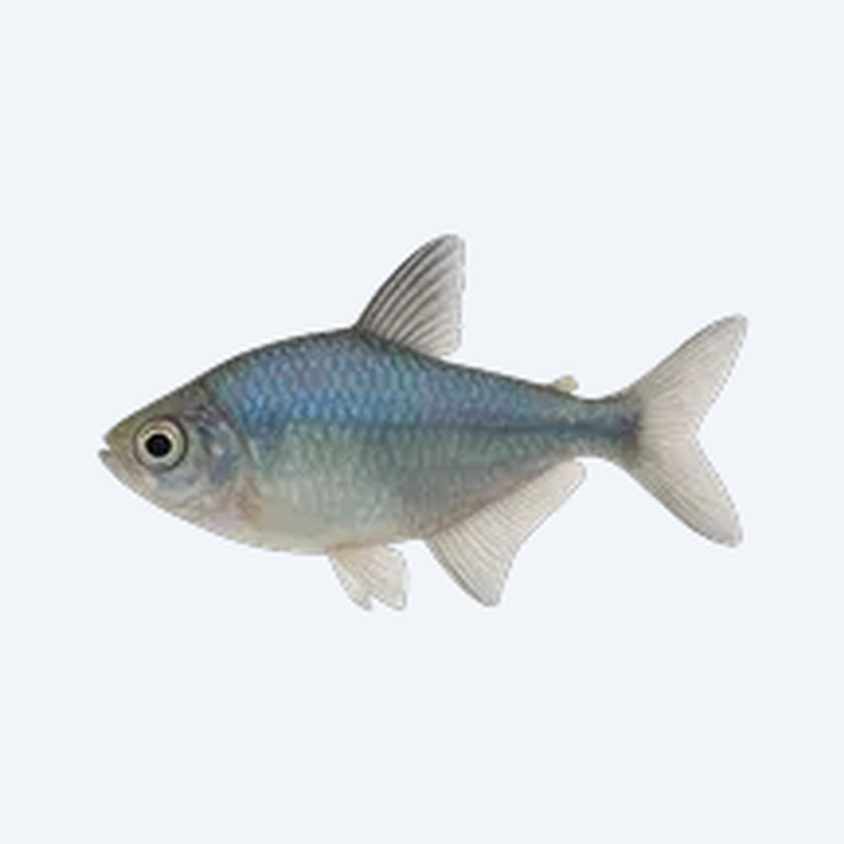 Blue Tetra (Boehlkea fredcochui) in a freshwater aquarium