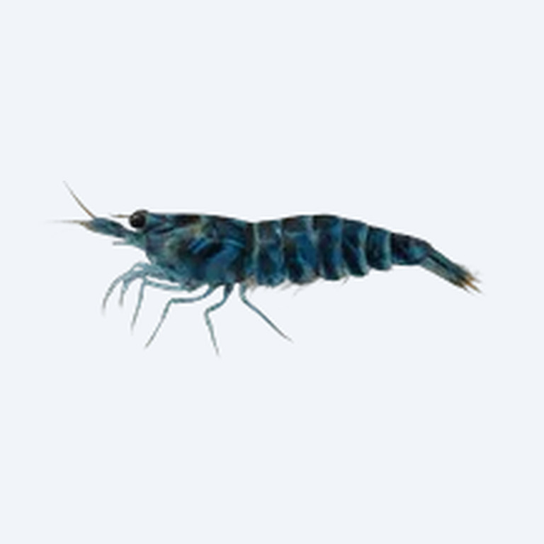 Blue Tiger Shrimp (Caridina cf. cantonensis) in a freshwater aquarium