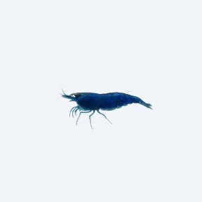 Blue Velvet Shrimp (Neocaridina davidi) in a planted freshwater aquarium