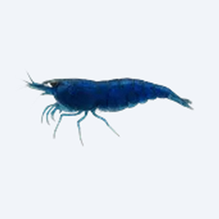 Blue Velvet Shrimp (Neocaridina davidi) in a planted freshwater aquarium