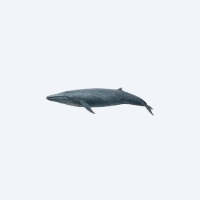 Blue Whale (Balaenoptera musculus) in a planted freshwater aquarium