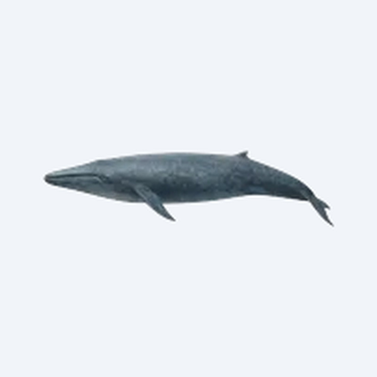 Blue Whale (Balaenoptera musculus) in a freshwater aquarium