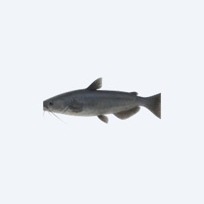 Blue Whale Catfish (Siluriformes sp.) in a planted freshwater aquarium