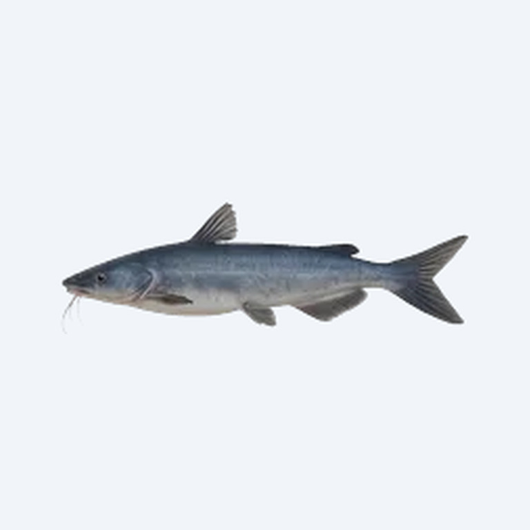 Blue Whale Catfish (Siluriformes sp.) in a freshwater aquarium