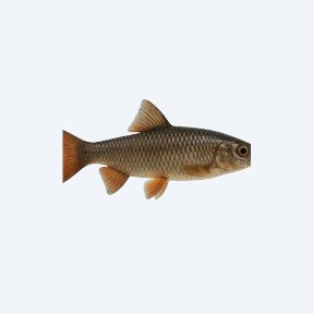 Bluefin Notho (Nothobranchius rachovii) in a planted freshwater aquarium