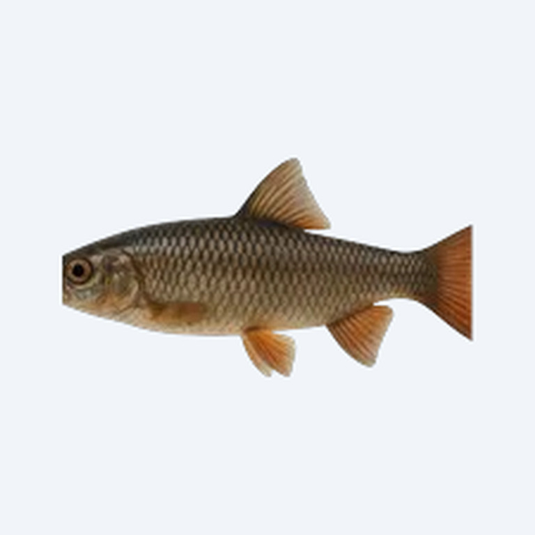 Bluefin Notho (Nothobranchius rachovii) in a planted freshwater aquarium