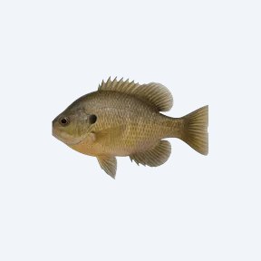 Bluegill Sunfish (Lepomis macrochirus) in a planted freshwater aquarium