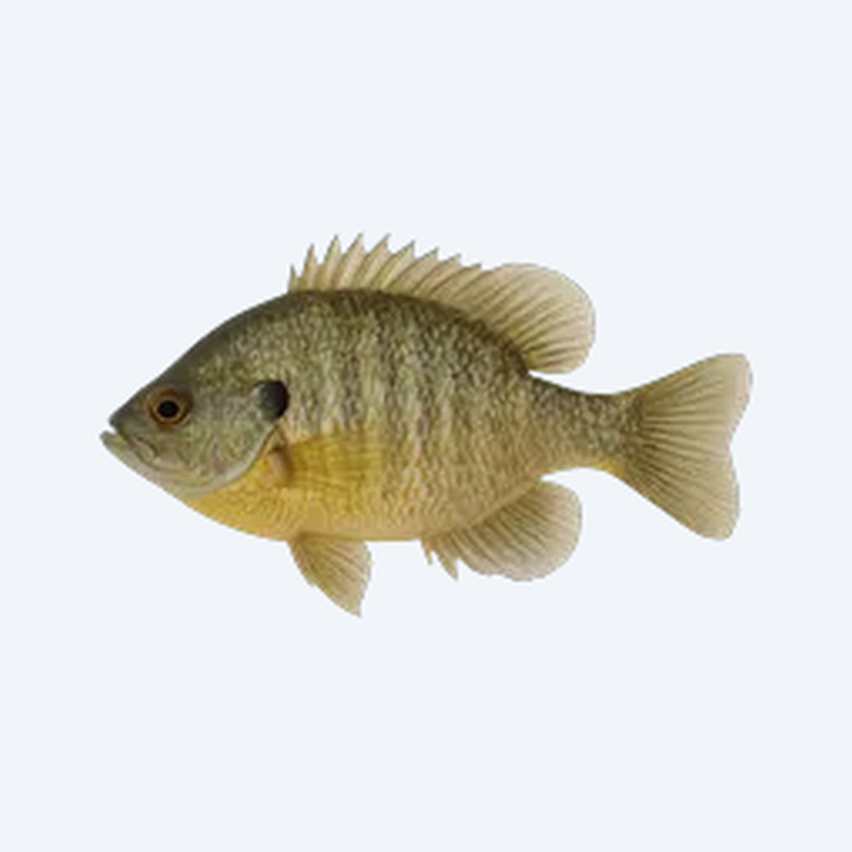 Bluegill Sunfish (Lepomis macrochirus) in a planted freshwater aquarium