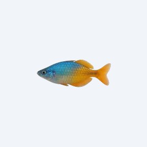 Boesemani Rainbowfish (Melanotaenia boesemani) in a planted freshwater aquarium