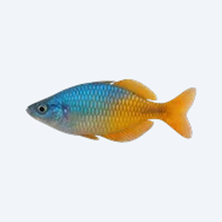Boesemani Rainbowfish (Melanotaenia boesemani) in a planted freshwater aquarium