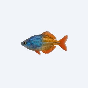 Boeseman's Rainbowfish (Melanotaeniidae sp.) in a planted freshwater aquarium