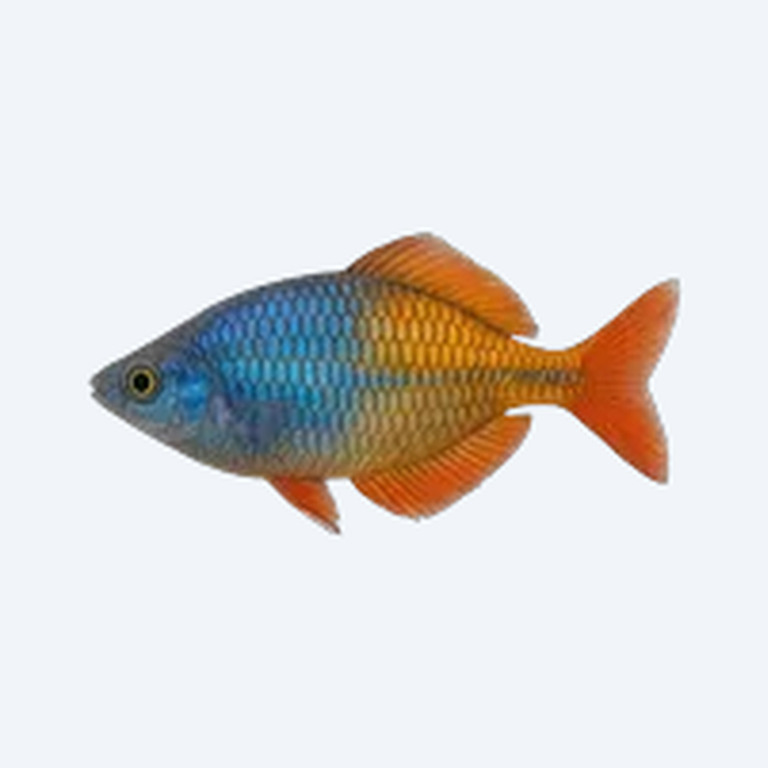 Boeseman's Rainbowfish (Melanotaeniidae sp.) in a freshwater aquarium