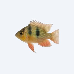 Bolivian Ram (Mikrogeophagus altispinosus) in a planted freshwater aquarium