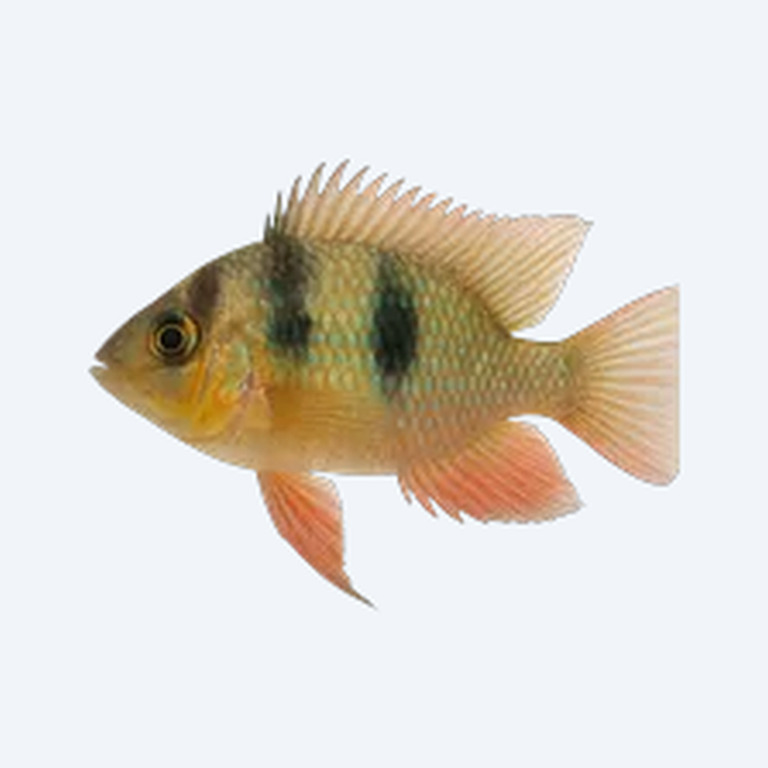 Bolivian Ram (Mikrogeophagus altispinosus) in a freshwater aquarium