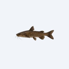 Bolt Catfish (Siluriformes sp.) in a planted freshwater aquarium