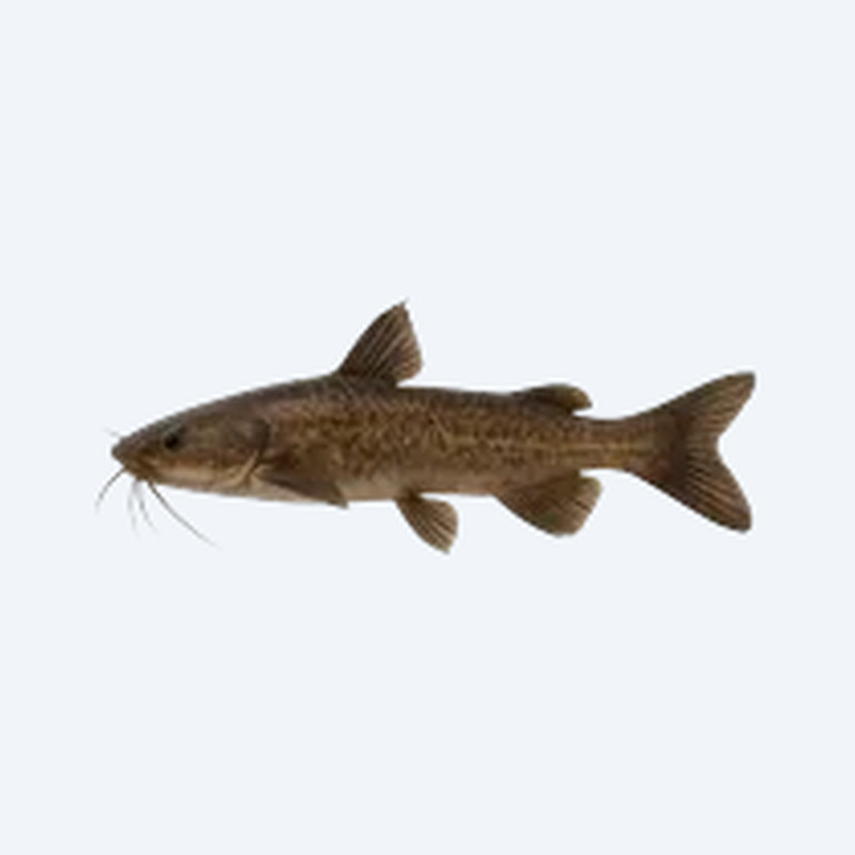 Bolt Catfish (Siluriformes sp.) in a freshwater aquarium