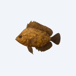 Bornean Leaf Fish (Pristolepis grootii) in a planted freshwater aquarium