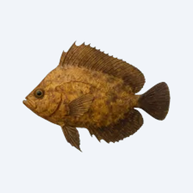 Bornean Leaf Fish (Pristolepis grootii) in a planted freshwater aquarium