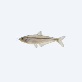Borneo Glass Catfish (Siluriformes sp.) in a planted freshwater aquarium