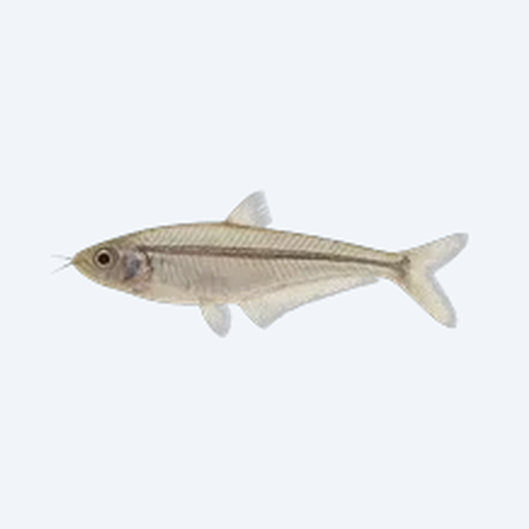 Borneo Glass Catfish (Siluriformes sp.) in a freshwater aquarium