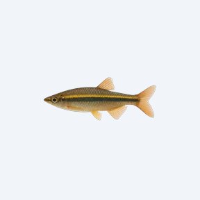 Borneo Gold Line HalfBeak (Nomorhamphus ebrardtii) in a planted freshwater aquarium