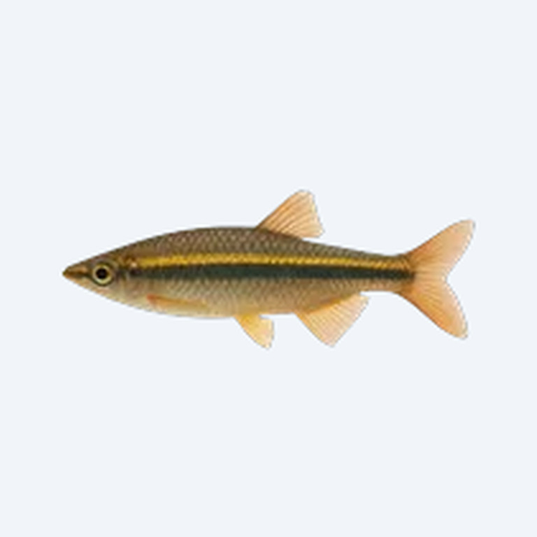 Borneo Gold Line HalfBeak (Nomorhamphus ebrardtii) in a planted freshwater aquarium