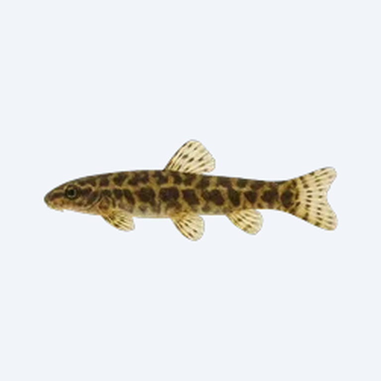 Borneo Hillstream Loach (Cobitoidea sp.) in a freshwater aquarium