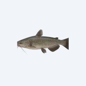 Bottlenose Catfish (Siluriformes sp.) in a planted freshwater aquarium