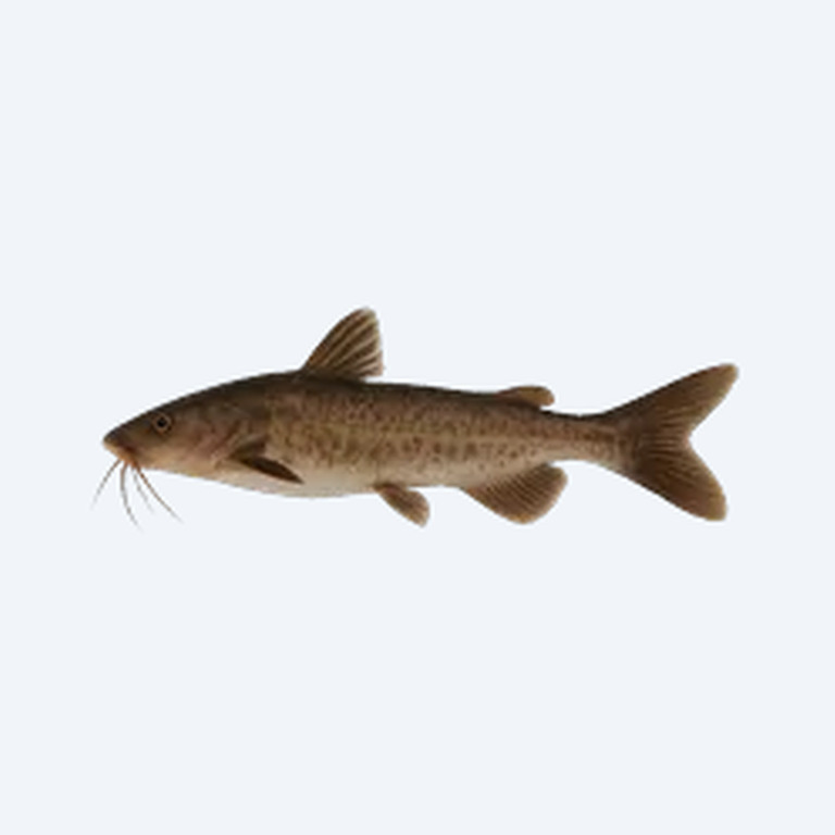Bottlenose Catfish (Siluriformes sp.) in a freshwater aquarium