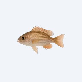 Brevis Shell Dweller (Neolamprologus brevis) in a planted freshwater aquarium