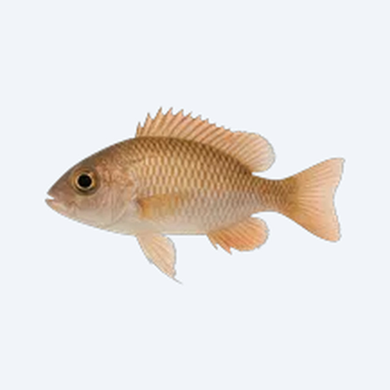 Brevis Shell Dweller (Neolamprologus brevis) in a freshwater aquarium
