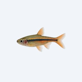 Brilliant Rasbora (Rasbora sp.) in a planted freshwater aquarium