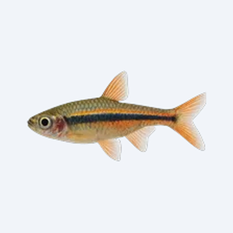 Brilliant Rasbora (Rasbora sp.) in a freshwater aquarium
