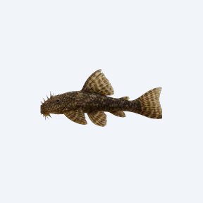 Bristlenose Pleco (Ancistrus sp.) in a planted freshwater aquarium