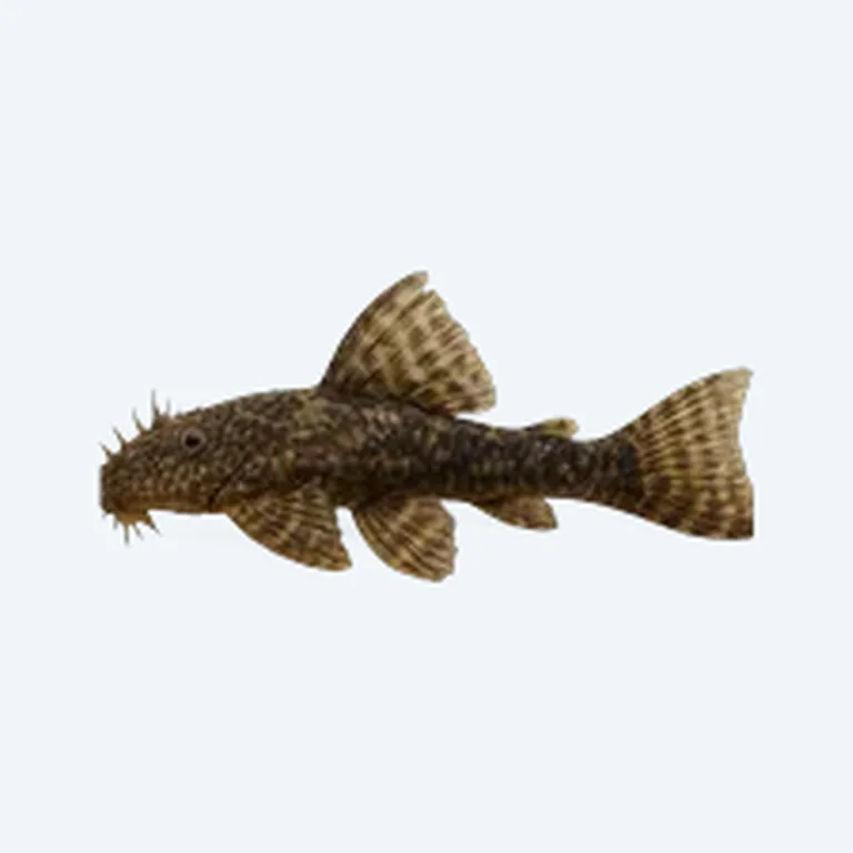 Bristlenose Pleco in aquarium