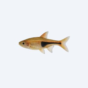Brittan's Rasbora (Rasbora brittani) in a planted freshwater aquarium