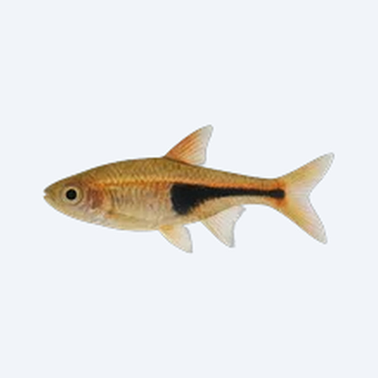 Brittan's Rasbora (Rasbora brittani) in a planted freshwater aquarium