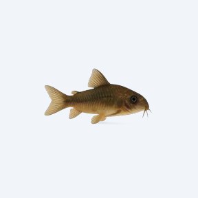 Bronze Cory (Corydoras sp.) in a planted freshwater aquarium